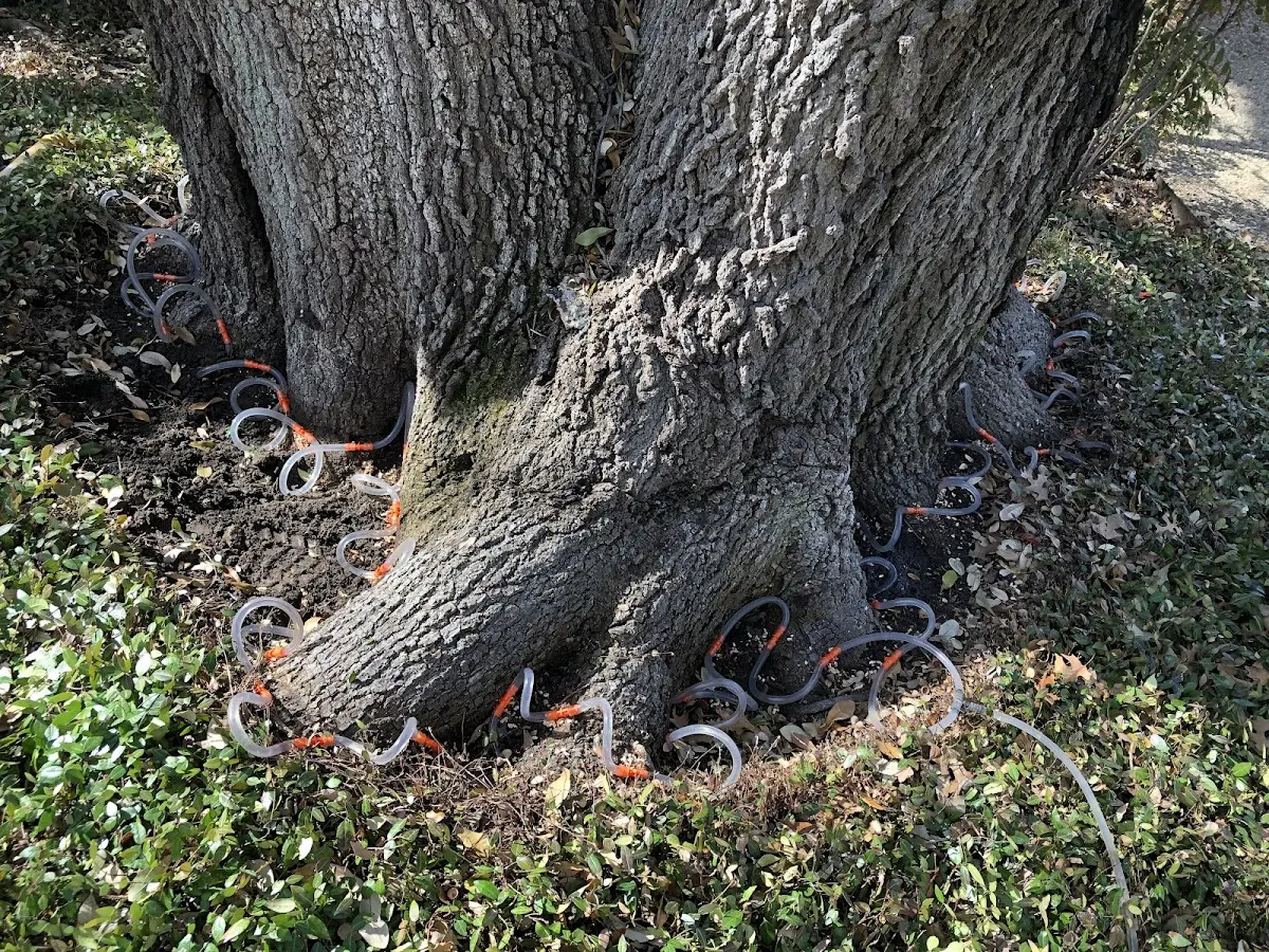 Detailed Tree Cabling and Bracing job site in Big Indian