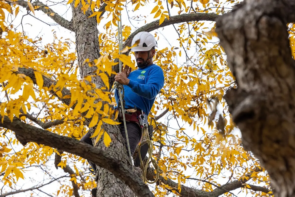 Skilled Storm Damage Cleanup crew working in Big Indian
